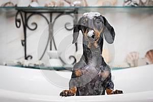 A cute little dog dachshund, black and tan, taking a bubble bath with his paws up on the rim of the tub. lather on the head and no