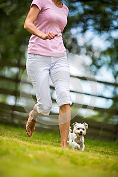 Cute little dog doing agility drill