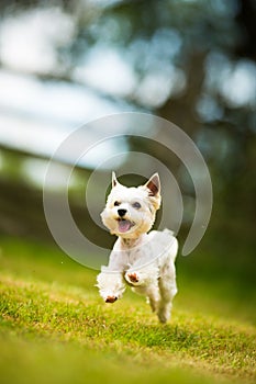 Cute little dog doing agility drill - running slalom