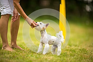 Cute little dog doing agility drill - running slalom