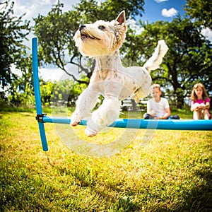 Cute little dog doing agility drill - running slalom