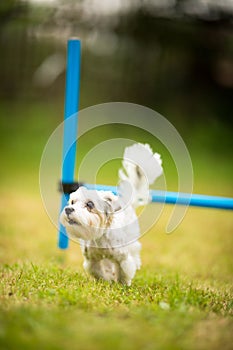 Cute little dog doing agility drill - running slalom