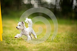 Cute little dog doing agility drill - running slalom