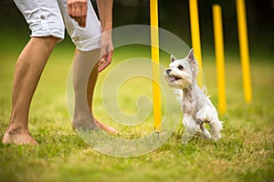 Cute little dog doing agility drill - running slalom