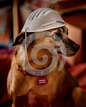 Cute little dog with face mask and a plate with spanish words `Quedate en casa` translation: stay at home photo