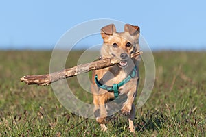Cute little dog with green harness running with a wooden stick in its mouth