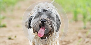 Cute little dog with a hairy face and tongue lolling out