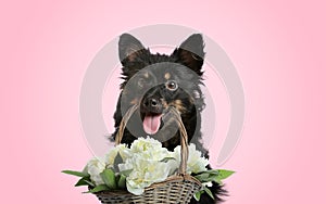 Cute little dog holding wicker basket with beautiful peonies on pink background