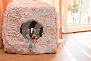 Cute little dog lies comfortably in a cat cave - Jack Russell 10 years old - hair style smooth