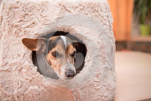 Cute little dog lies comfortably in a cat cave - Jack Russell 10 years old - hair style smooth