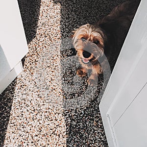 Cute little dog looking straight at a person showing its white teeth with a smile