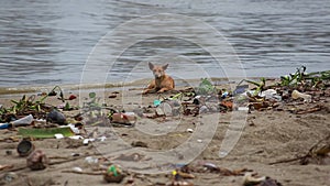 Cute little dog lying on littered city beach. Against background of plastic bottles