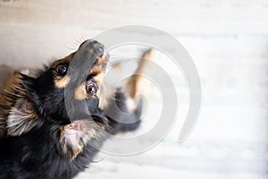 Cute little dog lying and looking at camera, waiting for his owner. Pets indoors.