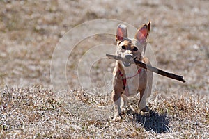 Cute little dog running with a wooden stick on dry meadow grass