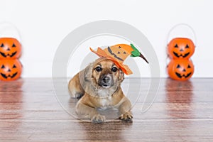 cute little dog siting on the wood floor with a costume pumpkin. Halloween concept. Indoors