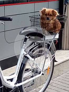 Cute little dog sitting patiently in a bicycle basket