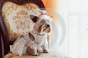 Cute little dog sitting in a suit under bride dress