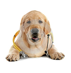 Cute little dog with stethoscope as veterinarian on white