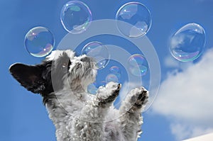 Cute little dog tries to catch soap bubbles