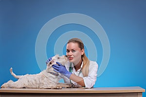 Cute little dog visits vet