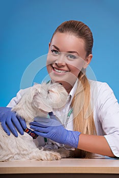 Cute little dog visits vet