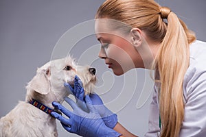 Cute little dog visits vet