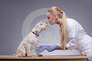 Cute little dog visits vet