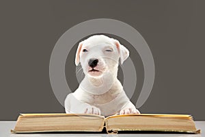 Cute and little doggy posing cheerful, reading book and looks smart