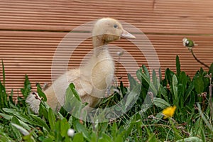 Cute little domestic baby goose in green grass.