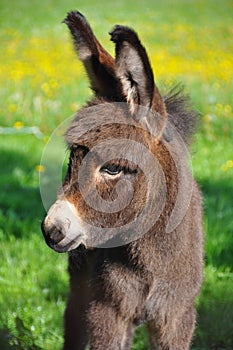 Cute little donkey