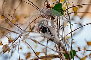 Cute little downy woodpecker on brunches photo
