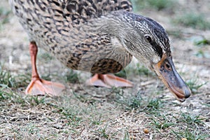 Cute little duck