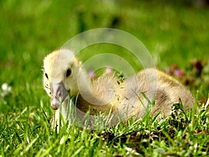 Cute little duck sitting in the grass