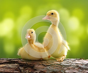 Cute little duckling