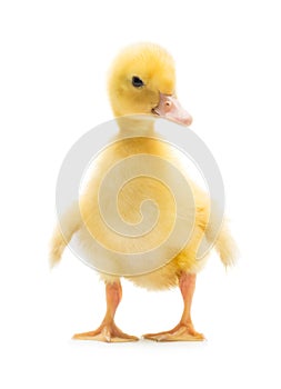 Cute little duckling