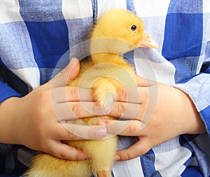 Cute little duckling