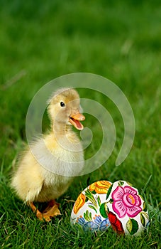 Cute little duckling and easter eggs