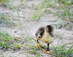 Cute little duckling in the grass