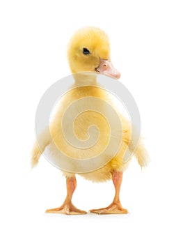 Cute little duckling photo
