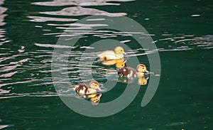 Cute little duckling swimming alone in a lake with green water
