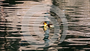 Cute little duckling swimming alone in a lake with green water