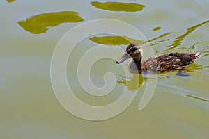 Cute duckling swimming in the pond