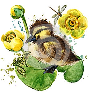 Cute little duckling. yellow water lily watercolor background.