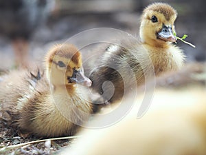 Cute little ducklings walk