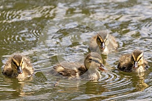 Cute little ducklings in the water