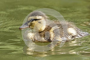 Cute little ducklings in the water