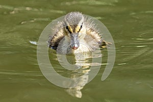 Cute little ducklings in the water