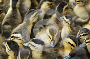 Cute little ducks