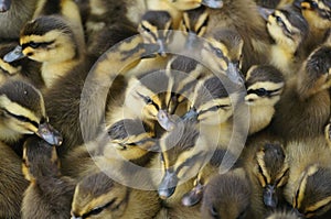 Cute little ducks