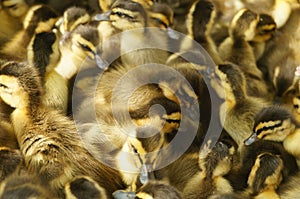 Cute little ducks